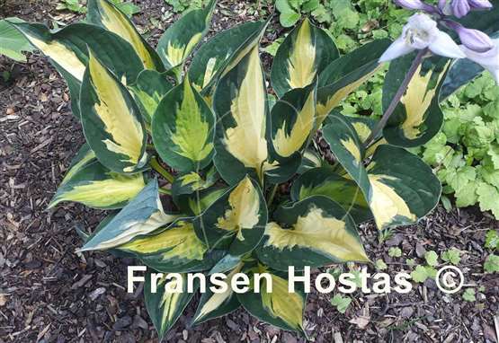 Hosta Morning Star